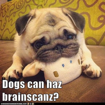 Dogs can haz brainscanz?