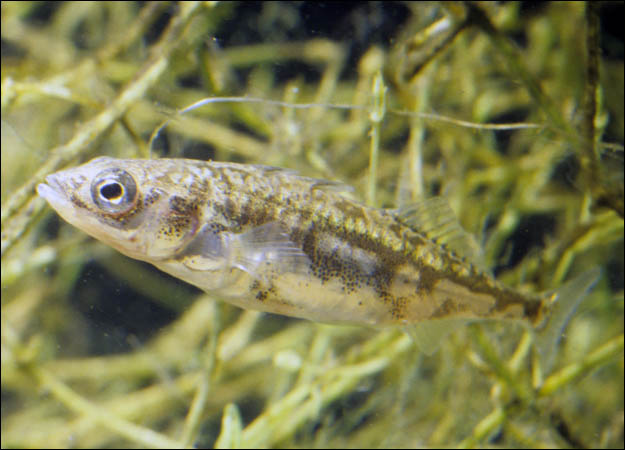 Sticklebacks ~ Aquatic Animals