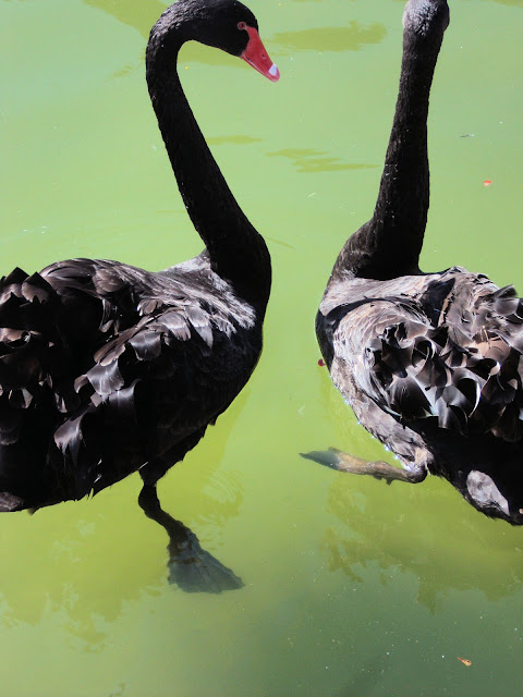 A pair of Black Swans greeted Penny on her stroll through the Palacio's gardens.