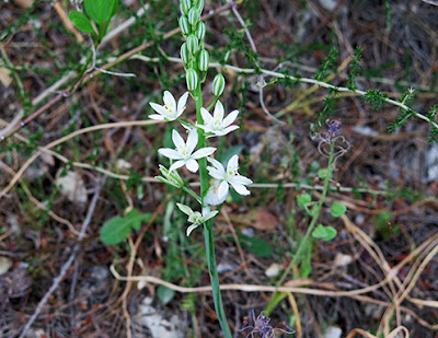 Leche de gallina (Ornithogalum pyrenaicum subs. narbonense) flor silvestre blanca