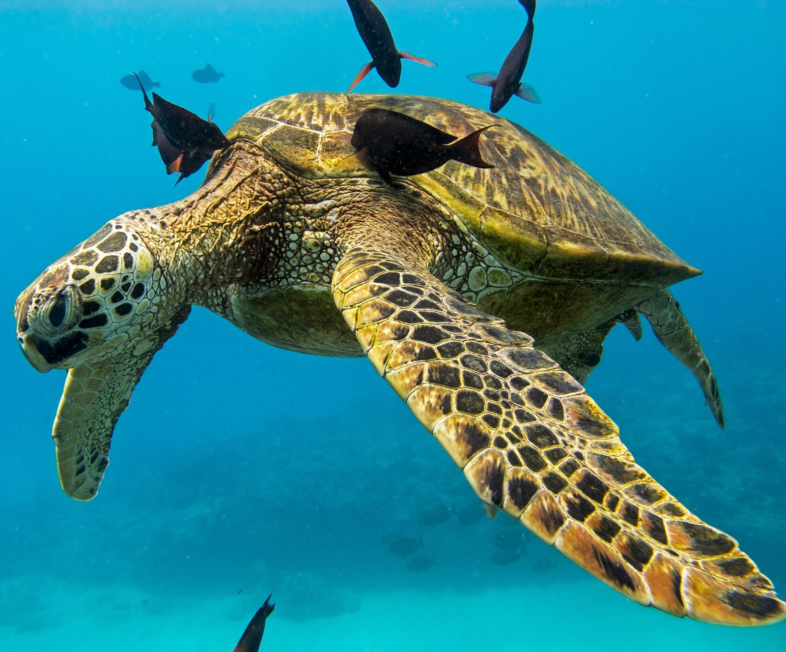 Honu Hawaiian Diving: Hawaiian Green Sea Turtle