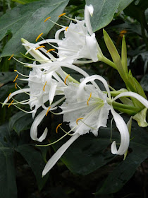 Spider lily Hymenocallis longipetala blooms at the Allan Gardens Conservatory by garden muses-not another Toronto gardening blog