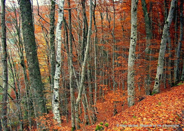 automne, bois, forêt
