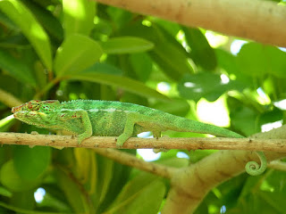 Furcifer pardalis - Caméléon panthère - Endormi Furcifer pardalis - Caméléon panthère - Endormi