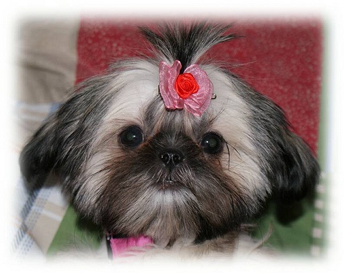 1. Deixar o seu shih tzu ficar Obeso