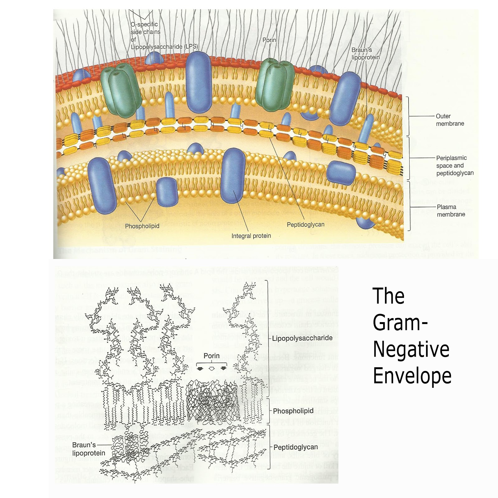 Sharemicro  Different Cell Wall Structure