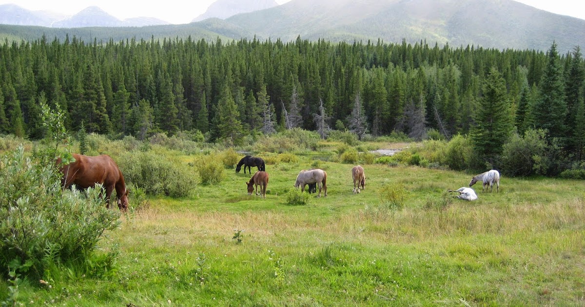 Do Horses Neigh When They Run? When and where were horseshoes invented?