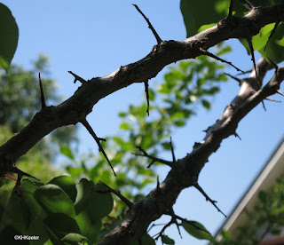 thorns on apricot tree thorns on apricot tree