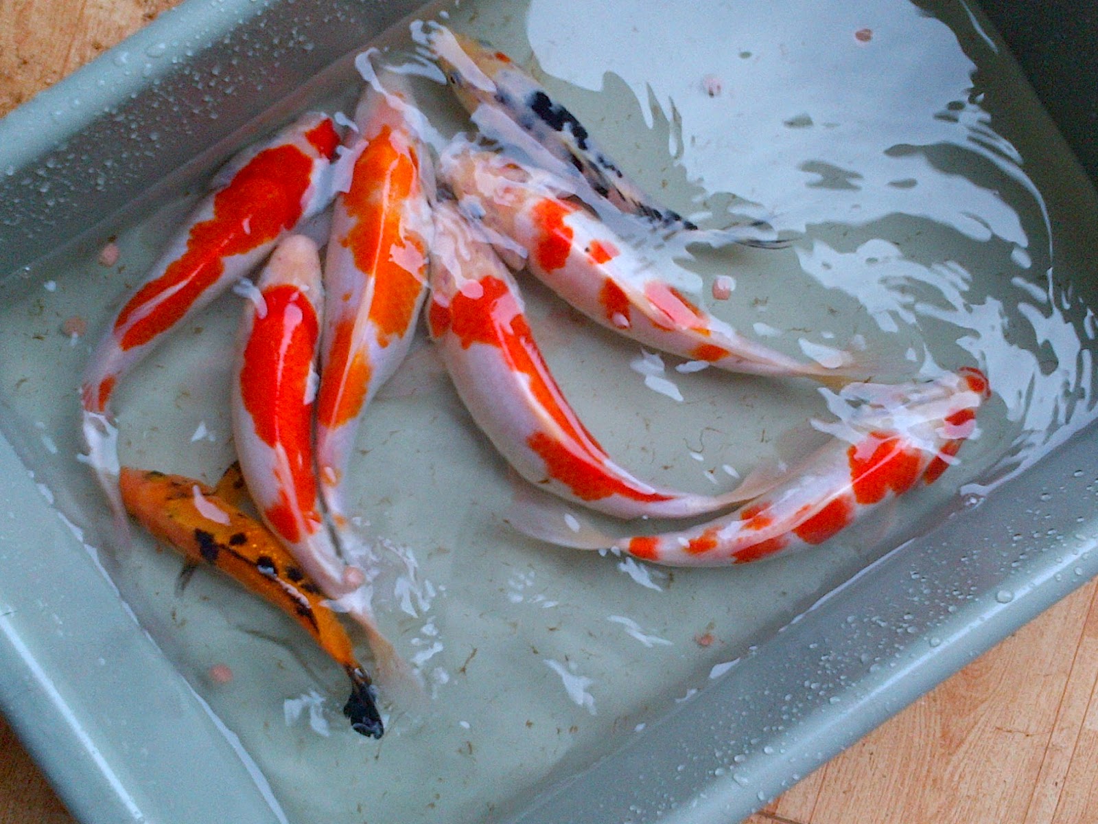 Ikan koi hias gemuk untuk pameran | Aneka Ikan Hiasku