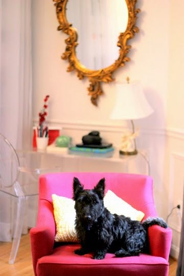 Scottie dog on pink chair