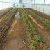 Cultivan tomates en Cersai Uno