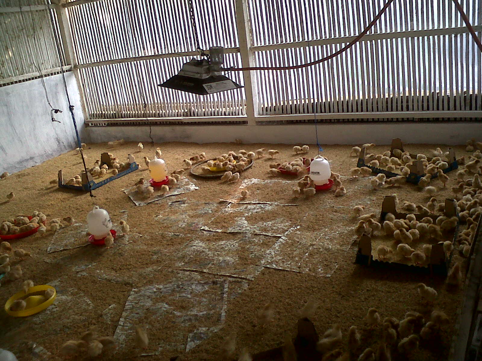 Kodrat Botji: Budidaya Ternak Ayam Ras petelur