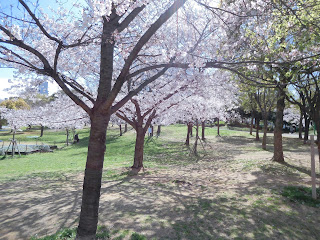 八幡屋公園の桜