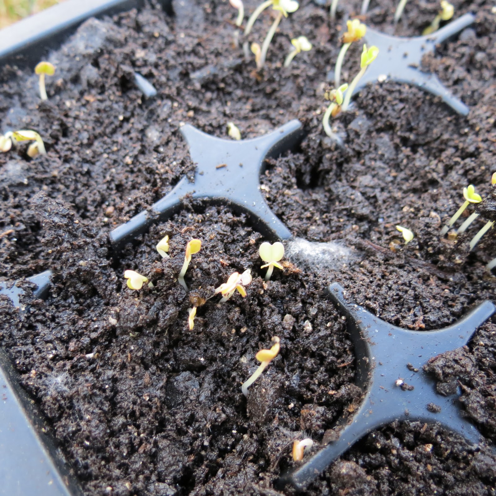 The Rusted Vegetable Garden