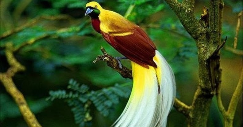  Gambar Foto Hewan foto burung cendrawasih papua