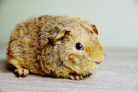 Lola Cars Piggyboo Świnka morska rasy rex w umaszczeniu cream agouti-cream