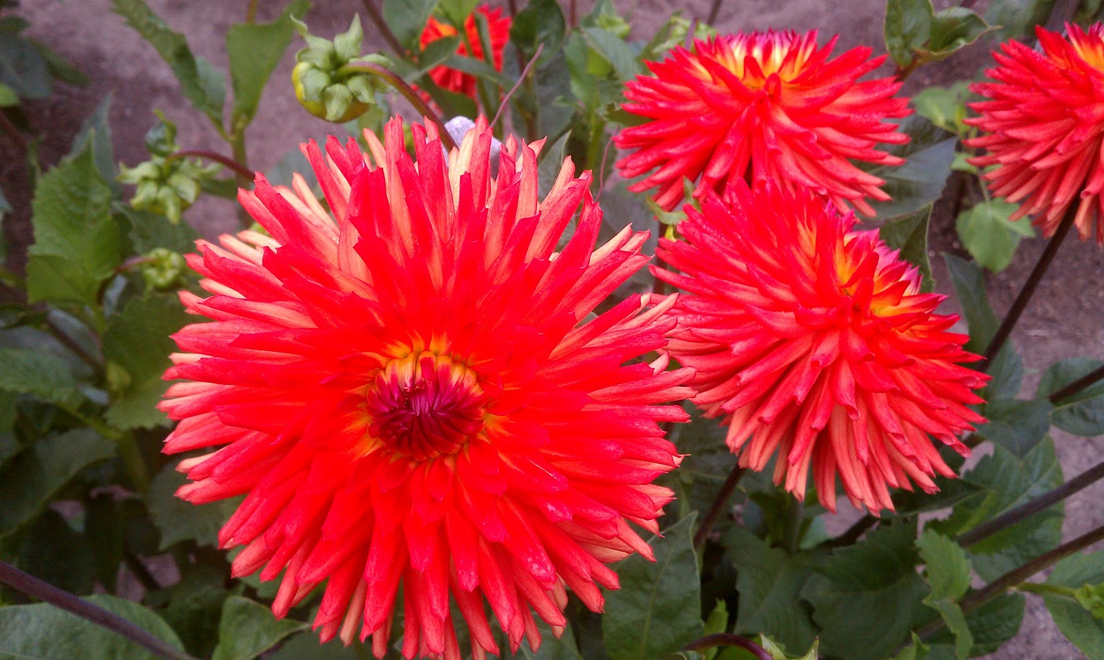 Hoogasian Flowers It's Dahlia Season (all photos in this post taken at