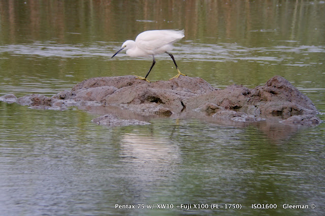 Digiscoping with Fujifilm X100 (Pentax 75SDHF)