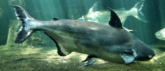 Kumpulan Gambar Ikan Patin Hias dan Konsumsi Terbesar Harga Mahal