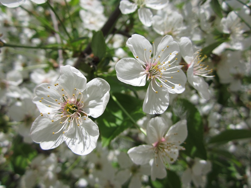 White Birch Tree Trees in bloom...