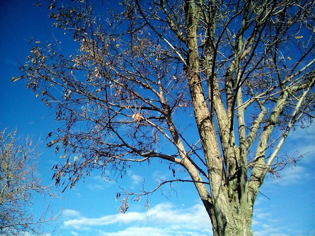 Falsa acacia (Robinia pseudoacacia L.).