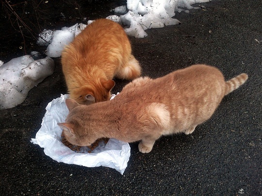 Cats from Kiev, Ukraine