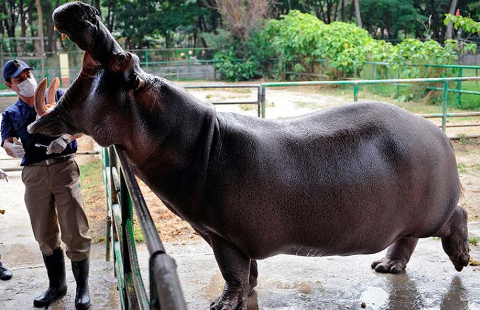 Los Hipopotamos Del Zoologico De Pablo Escobar Son Un Problema Para Colombia