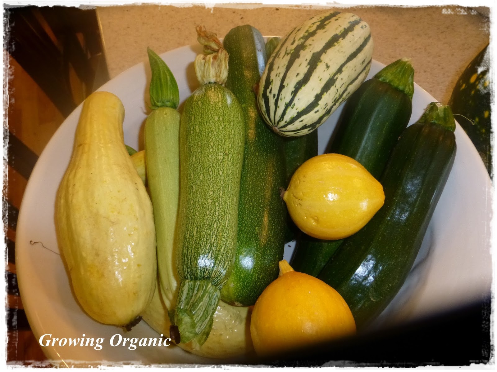 growing-organic-seed-planting-schedule