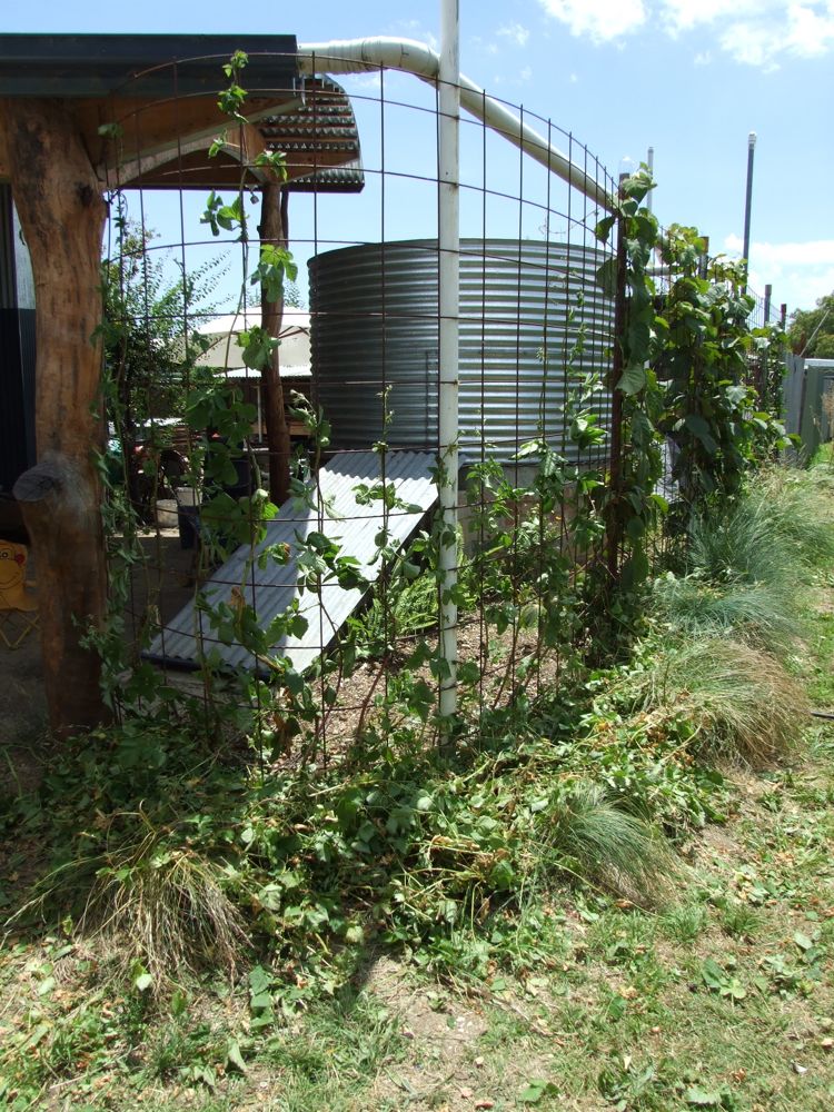 Maximising boysenberry yield