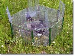 LA CAZA ,APUNTES DE CAZADOR: Control de urracas con jaulas trampa