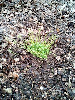 Lucy Und Rasselbande Testet 03 29 17