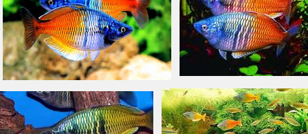 Mengenal Ikan Rainbow Boesemani yang Menggemparkan Dunia Ikan Hias