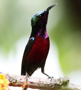 Kisaran Terbaru Harga Semua Jenis Burung Kolibri Saat Ini 2017