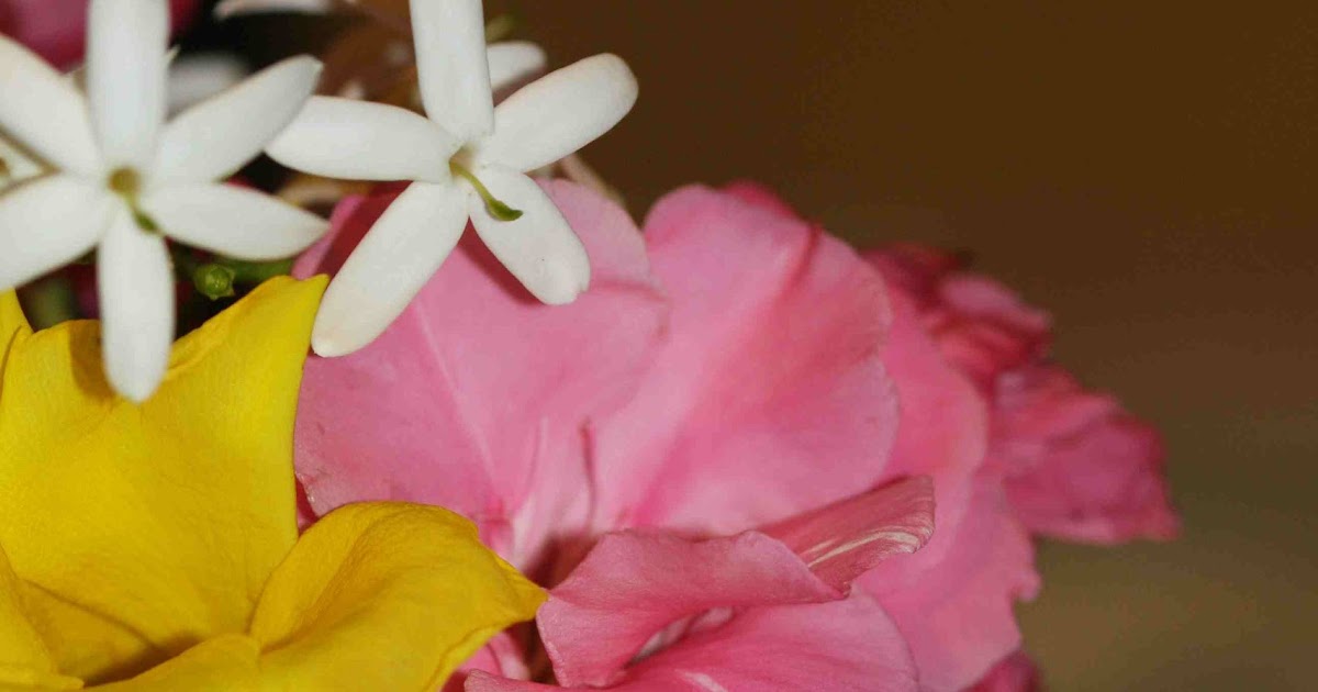 Piccola Pasticceria Sperimentale Gelato alla vaniglia