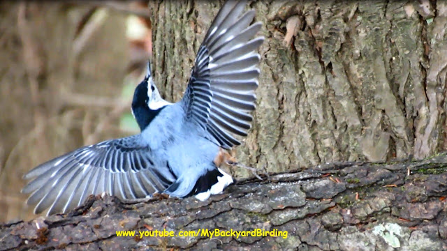 White Breasted Nuthatch Dance