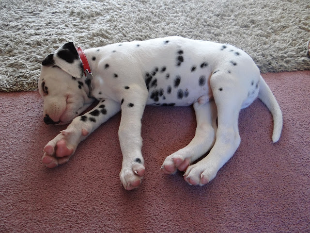 Dalmatian, Puppy