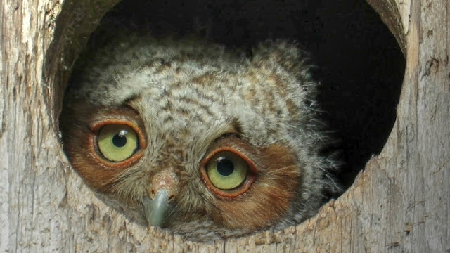 Baby Screech Owlet Listening to Mockingbird Singing