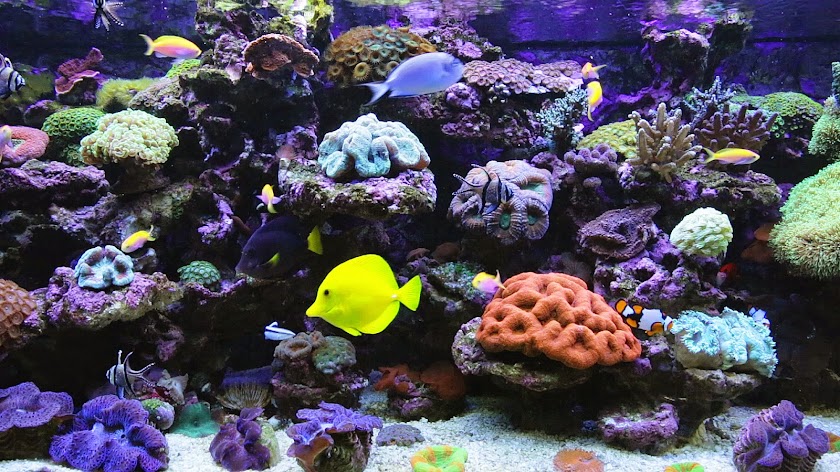 aquarium 4k video aquarium 4k video
