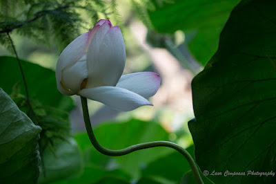 Nelumbo nucifera Floare de Lotus flower Lotosblume fiorediloto