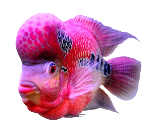 Erek Erek Ikan Louhan 2d 3d 4d Menurut Buku Mimpi Erek Erek Erek Erek Ikan Louhan 2d 3d 4d Menurut Buku Mimpi Erek Erek