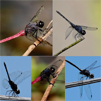 "Dragon Flies, with their various hues,flit through the hills of Abu"
