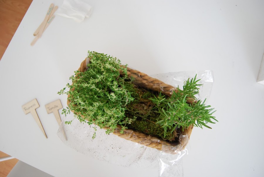 Pequeño huerto de aromáticas para hacer con niños y regalar