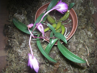orquidea masdevallia