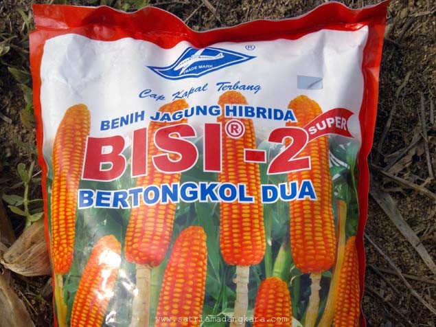 Cara menanam jagung bisi 2 Cara menanam jagung bisi 2