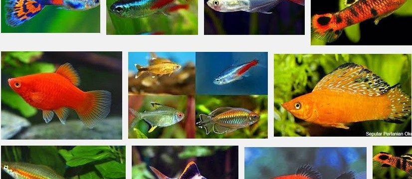 Jenis Ikan Hias Kecil yang Unik dan Cantik serta Mudah Dipelihara