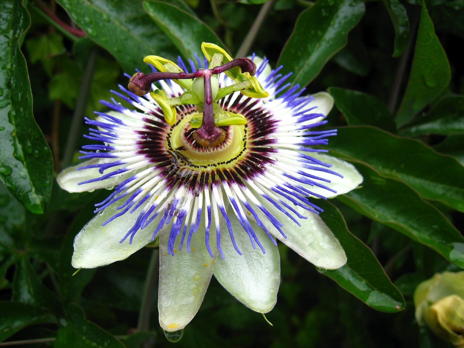 FLOWERS OF THE BLUE PLANET: EXOTIC FLOWERS