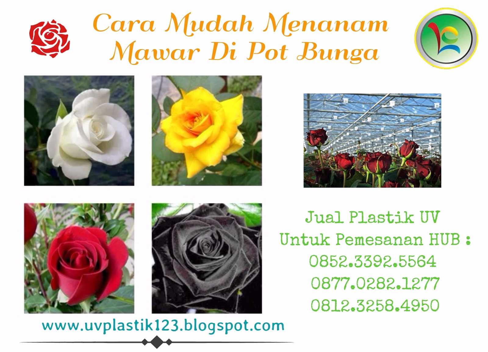4000 Gambar Bunga Mawar Yang Gampang HD Paling Keren 4000 Gambar Bunga Mawar Yang Gampang HD Paling Keren
