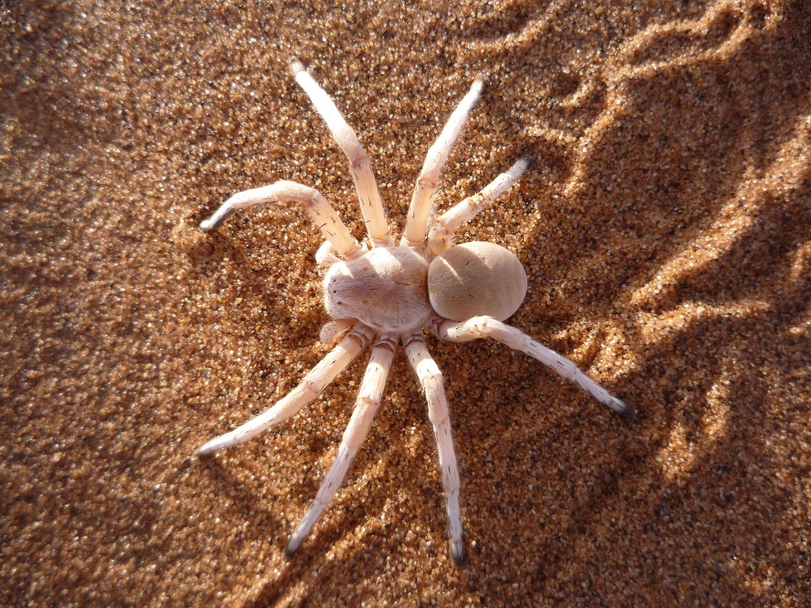 Real Monstrosities: Dancing White Lady Spider