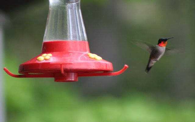 Cottage Country Reflections Hummingbirds Are Going To Be Early