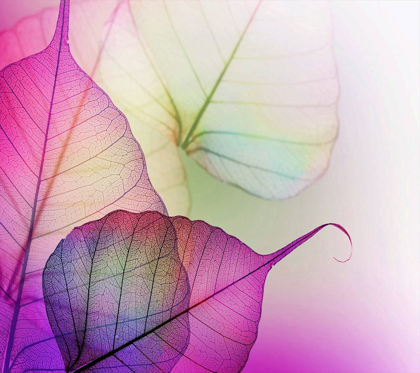 WOW: Colorful Leaf Wallpapers